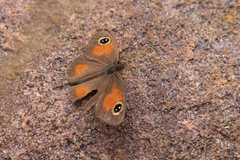 Nymphalidae