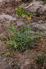 Helenium laciniatum