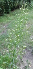 Angiospermae