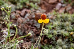Helenium laciniatum