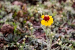 Helenium laciniatum