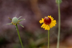 Helenium laciniatum