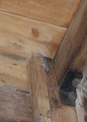 Hemidactylus frenatus