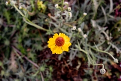 Helenium laciniatum