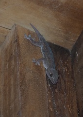 Hemidactylus frenatus