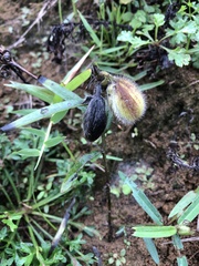 Crotalaria calycina