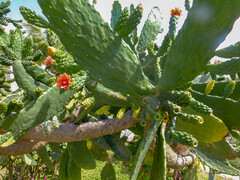 Opuntia cochenillifera