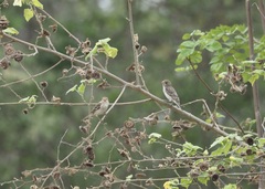 Sporophila telasco