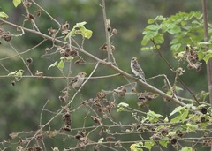 Sporophila telasco