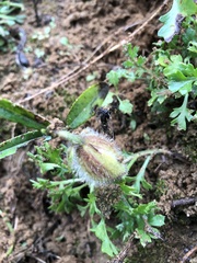 Crotalaria calycina