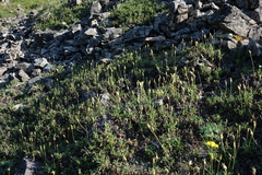 Dryas viscosa