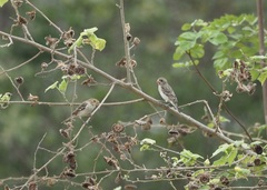 Sporophila telasco