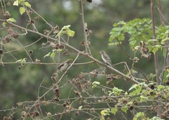 Sporophila telasco