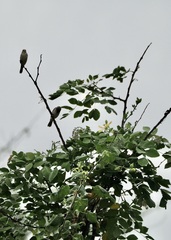 Sporophila telasco