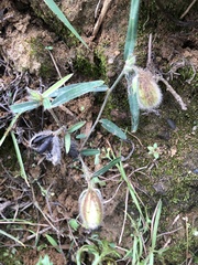 Crotalaria calycina