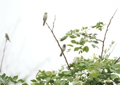 Sporophila telasco