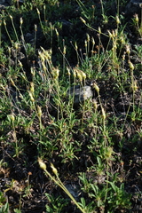 Dryas viscosa