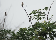 Sporophila telasco