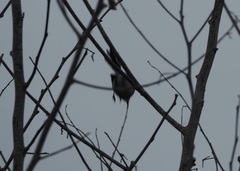 Polioptila bilineata