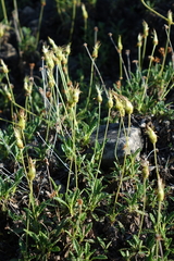 Dryas viscosa