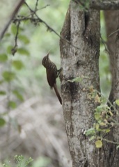 Lepidocolaptes souleyetii