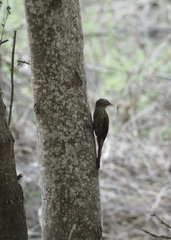Lepidocolaptes souleyetii