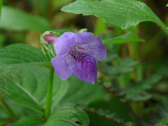 Asystasia dalzelliana
