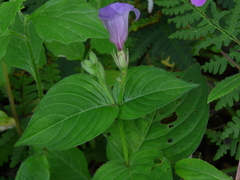 Asystasia dalzelliana