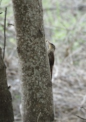 Lepidocolaptes souleyetii