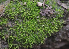 Bryoerythrophyllum recurvirostrum