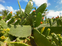 Opuntia cochenillifera