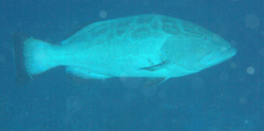 Mycteroperca bonaci