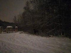 Alces alces alces