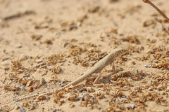 Acanthodactylus schmidti