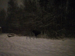 Alces alces alces