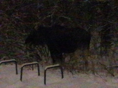 Alces alces alces
