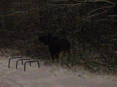 Alces alces alces