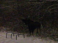 Alces alces alces