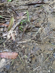 Macrotermes carbonarius