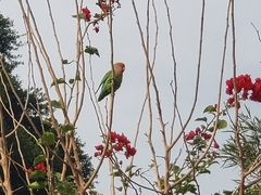 Agapornis roseicollis