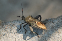 Pachylis nervosus