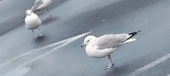 Larus delawarensis