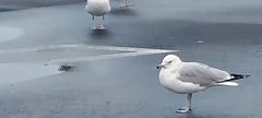 Larus delawarensis