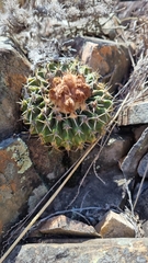 Parodia erinaceus