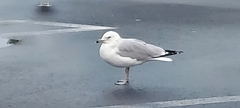 Larus delawarensis