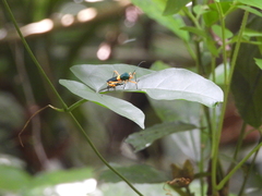 Paryphes flavocinctus