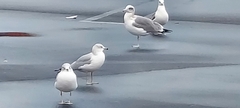 Larus delawarensis