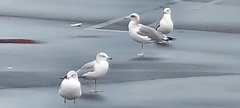Larus delawarensis