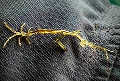 Caprella