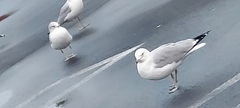 Larus delawarensis